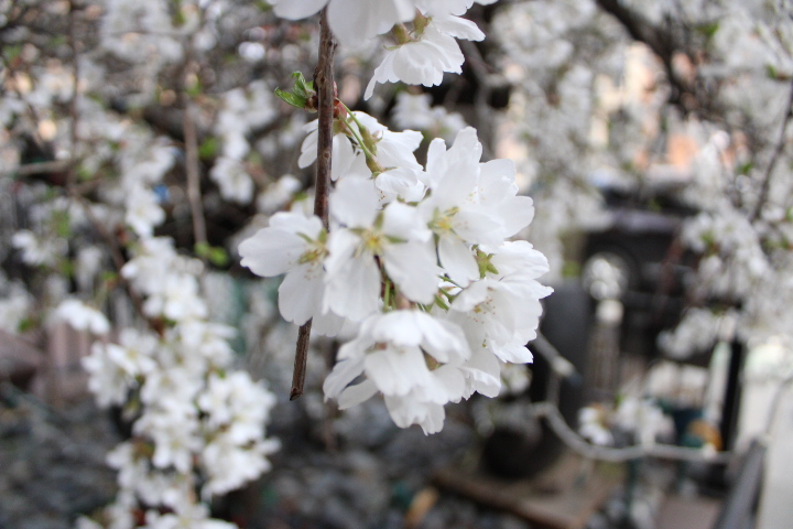Cherry Blossom Brooklyn