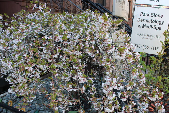Cherry blossom Tree in Brooklyn nyc
