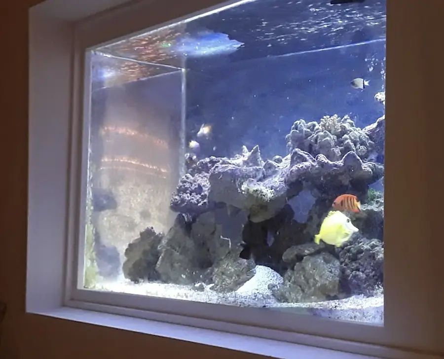 Tropical aquarium with colorful fish and coral display inside Park Slope Dermatology & Medi Spa in Brooklyn NY